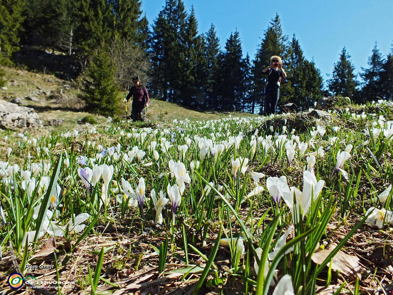 29 Distese di Crocus primaverili (Crocus vernus).JPG